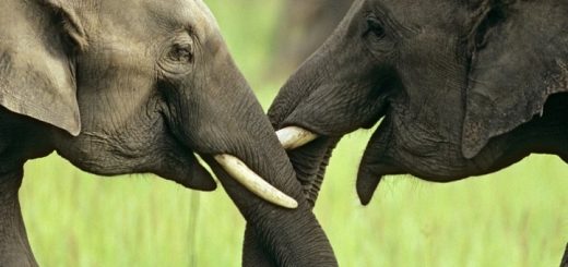 Artık Filler Dişsiz Doğuyor